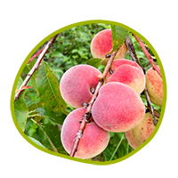 ayurvedic cooking retreat icon with fresh peaches on branch